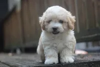Charlie, a male Maltipoo for sale in Jackson, MS – 8 of 10