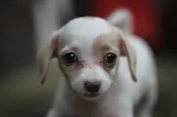 Mamie, a female Malchi for sale in Jackson, MS – 2 of 10