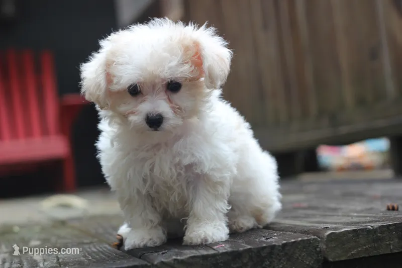 MOLLY – Maltipoo puppy for sale in Jackson, MS