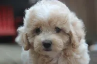 Rayna, a female Maltipoo for sale in Jackson, MS – 4 of 10
