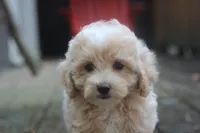 Rayna, a female Maltipoo for sale in Jackson, MS – 8 of 10