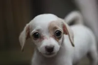 Mamie, a female Malchi for sale in Jackson, MS – 6 of 10