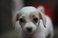 Mamie, a female Malchi for sale in Jackson, MS – 1 of 10