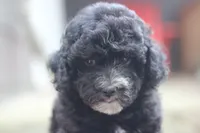 Fred, a male Maltipoo for sale in Jackson, MS – 9 of 10