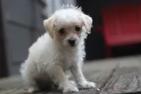 Max, a male Maltipoo for sale in Jackson, MS – 4 of 10