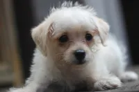 Max, a male Maltipoo for sale in Jackson, MS – 9 of 10