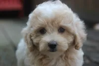 Rayna, a female Maltipoo for sale in Jackson, MS – 7 of 10