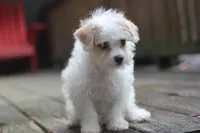 Maggie, a female Maltipoo for sale in Jackson, MS – 2 of 10