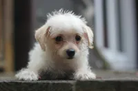 Max, a male Maltipoo for sale in Jackson, MS – 6 of 10