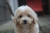 Rayna, a female Maltipoo for sale in Jackson, MS – 3 of 10