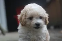 Charlie, a male Maltipoo for sale in Jackson, MS – 10 of 10