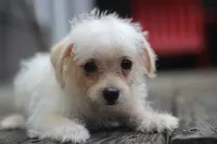 Max, a male Maltipoo for sale in Jackson, MS – 5 of 10