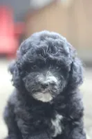 Fred, a male Maltipoo for sale in Jackson, MS – 4 of 10