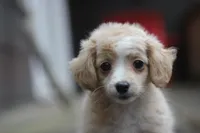 Mindy, a female Malchi for sale in Jackson, MS – 9 of 10