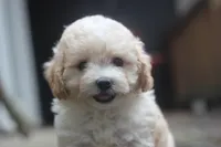 Charlie, a male Maltipoo for sale in Jackson, MS – 2 of 10