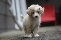 Mindy, a female Malchi for sale in Jackson, MS – 10 of 10