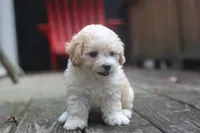 Charlie, a male Maltipoo for sale in Jackson, MS – 4 of 10