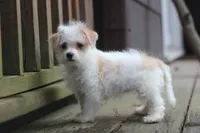 Maggie, a female Maltipoo for sale in Jackson, MS – 10 of 10