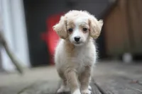 Mindy, a female Malchi for sale in Jackson, MS – 2 of 10
