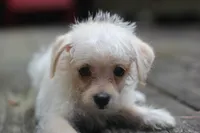 Max, a male Maltipoo for sale in Jackson, MS – 8 of 10