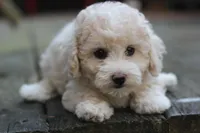 Rayna, a female Maltipoo for sale in Jackson, MS – Photo 2 of 10