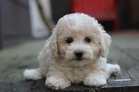 Rayna, a female Maltipoo for sale in Jackson, MS – Photo 8 of 10