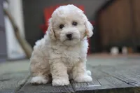 Rayna, a female Maltipoo for sale in Jackson, MS – Photo 3 of 10