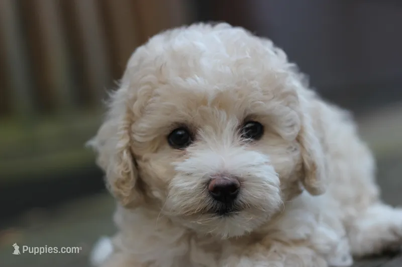 Rayna – Maltipoo puppy for sale in Jackson, MS