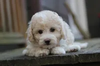 Rayna, a female Maltipoo for sale in Jackson, MS – Photo 7 of 10