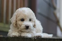 Rayna, a female Maltipoo for sale in Jackson, MS – Photo 4 of 10