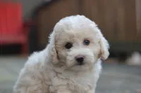 Rayna, a female Maltipoo for sale in Jackson, MS – Photo 9 of 10