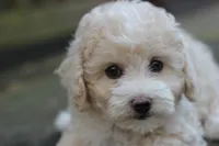 Rayna, a female Maltipoo for sale in Jackson, MS – Photo 5 of 10