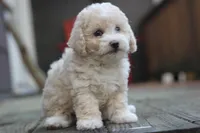 Rayna, a female Maltipoo for sale in Jackson, MS – Photo 6 of 10