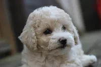 Rayna, a female Maltipoo for sale in Jackson, MS – Photo 10 of 10