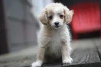 Mindy, a female Malchi for sale in Jackson, MS – 7 of 10