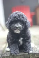 Fred, a male Maltipoo for sale in Jackson, MS – 3 of 10