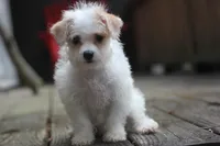 Maggie, a female Maltipoo for sale in Jackson, MS – 7 of 10