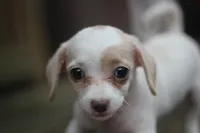 Mamie, a female Malchi for sale in Jackson, MS – 9 of 10