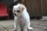 Maggie, a female Maltipoo for sale in Jackson, MS – 1 of 10