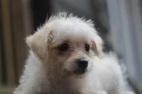 Max, a male Maltipoo for sale in Jackson, MS – 10 of 10