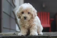Rayna, a female Maltipoo for sale in Jackson, MS – 5 of 10