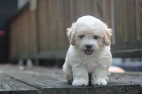 Charlie, a male Maltipoo for sale in Jackson, MS – 6 of 10