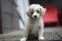 Mindy, a female Malchi for sale in Jackson, MS – 6 of 10