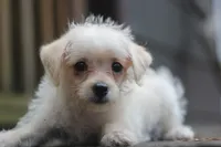 Max, a male Maltipoo for sale in Jackson, MS – 7 of 10