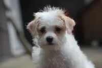 Maggie, a female Maltipoo for sale in Jackson, MS – 5 of 10