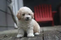 Charlie, a male Maltipoo for sale in Jackson, MS – 3 of 10