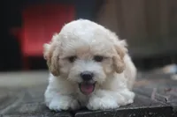 Charlie, a male Maltipoo for sale in Jackson, MS – 7 of 10