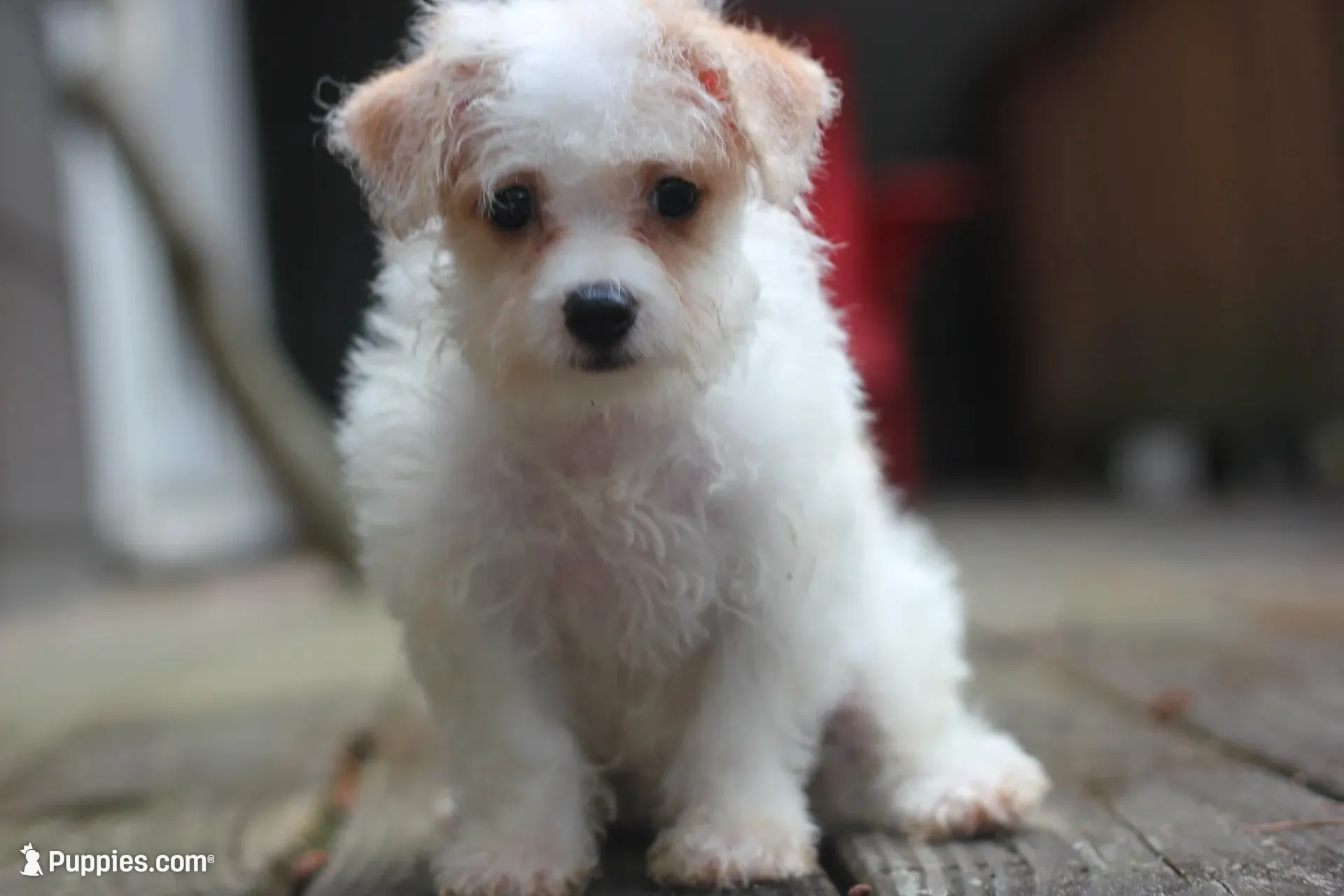 Maggie, a female Maltipoo for sale in Jackson, MS – 3 of 10