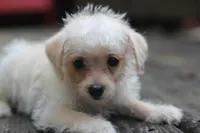 Max, a male Maltipoo for sale in Jackson, MS – 2 of 10
