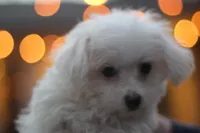 Mike, a male Maltipoo for sale in Jackson, MS – Photo 5 of 10